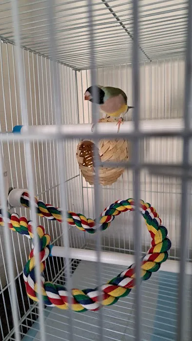 The Canary Finch Store Picture 7