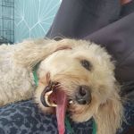 Healing Wise Holistic Veterinary Care