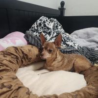 All Creatures Animal Clinic ico