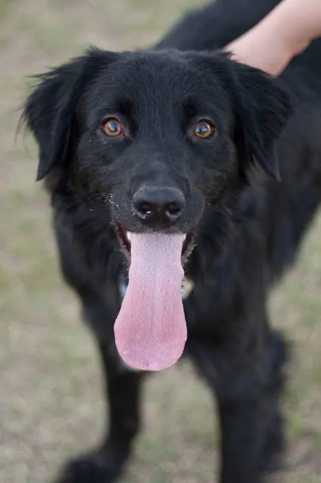 Sugarloaf Animal Clinic Picture 5