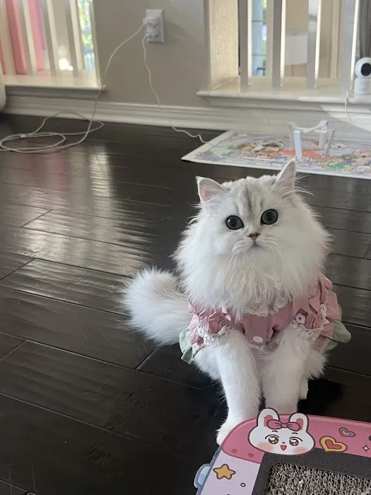 My Cuteness DIY Pet Store Picture 5