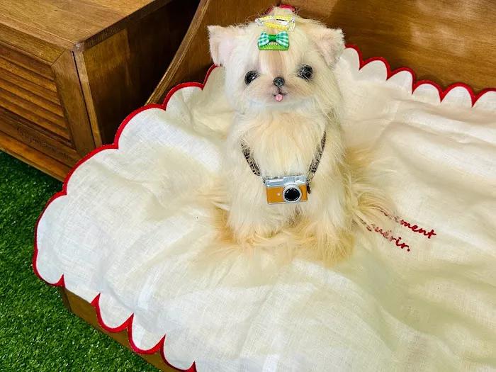 My Cuteness DIY Pet Store Picture 10