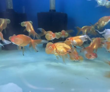 House Aquarium