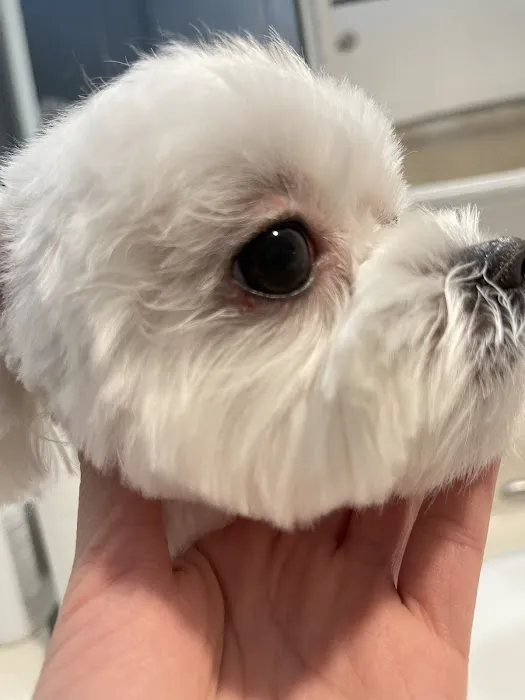 MG Planet Pet Grooming Picture 1