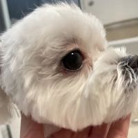 MG Planet Pet Grooming ico