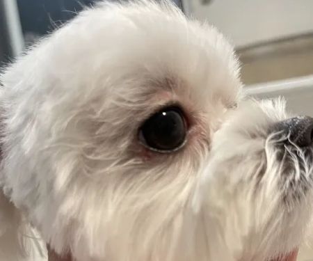 MG Planet Pet Grooming