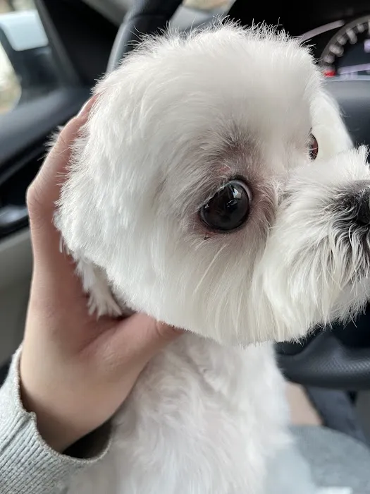 MG Planet Pet Grooming Picture 3