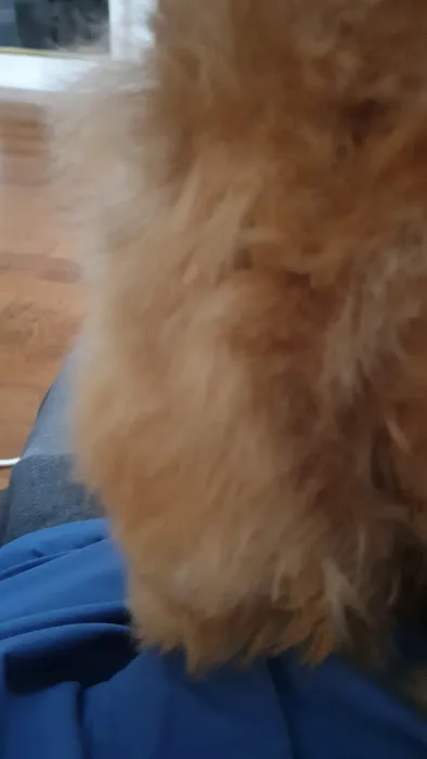 MG Planet Pet Grooming Picture 7