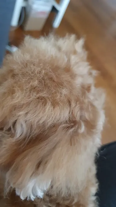 MG Planet Pet Grooming Picture 6