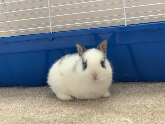 Pet Palace Picture 1