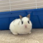 Pet Palace