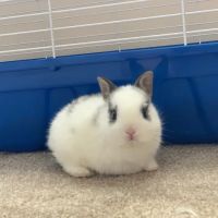 Pet Palace ico