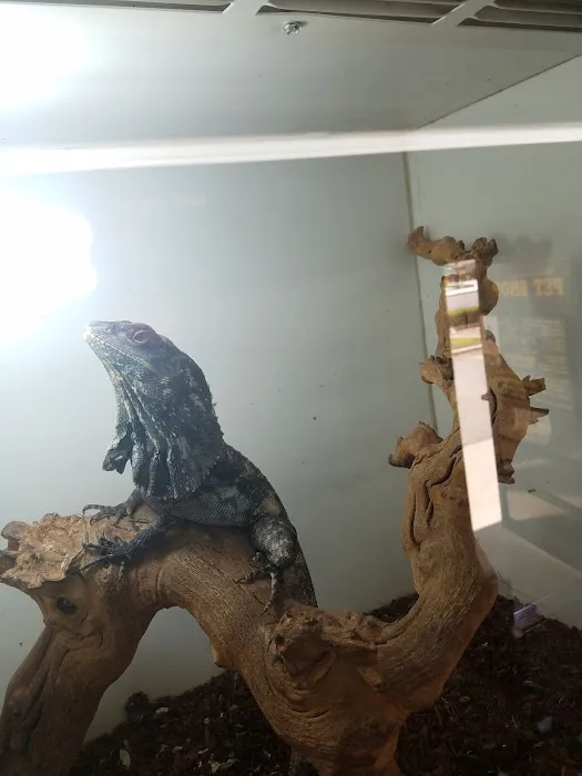 Pet Palace Picture 9
