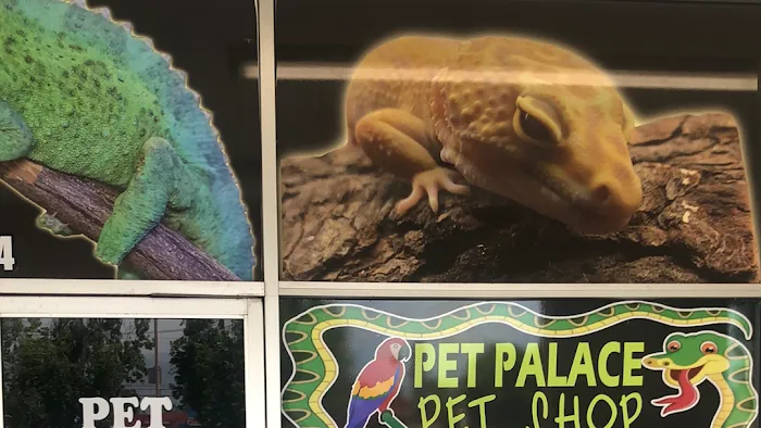 Pet Palace Picture 10
