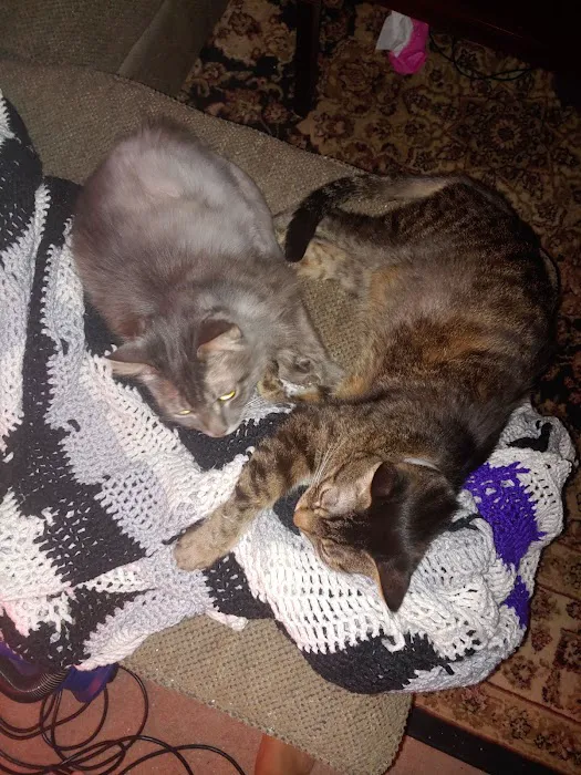 Amigo Animal Clinic Picture 4