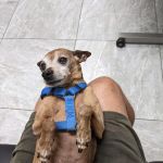 Canyon Animal Hospital