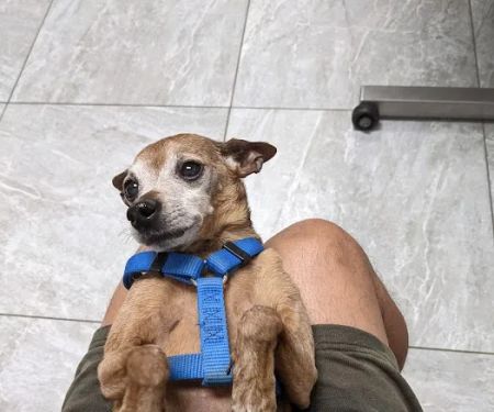 Canyon Animal Hospital