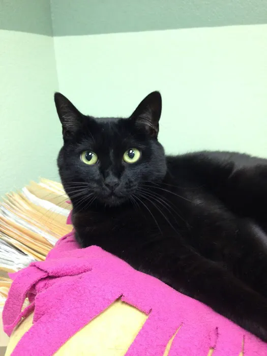 Canyon Animal Hospital Picture 10