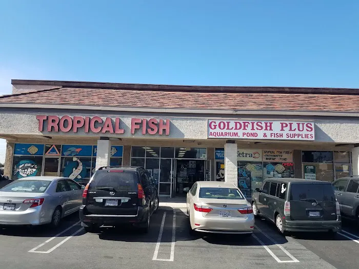 Goldfish Plus Picture 3