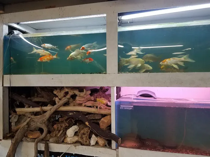 Goldfish Plus Picture 8