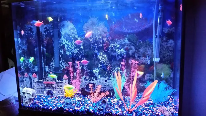 Goldfish Plus Picture 5