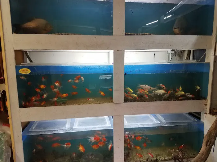 Goldfish Plus Picture 7