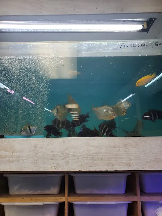 Goldfish Plus Picture 6