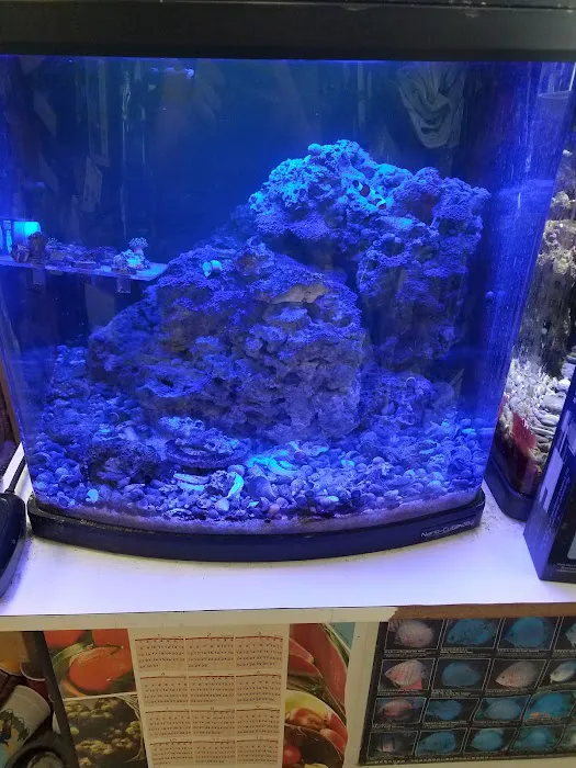 Goldfish Plus Picture 10
