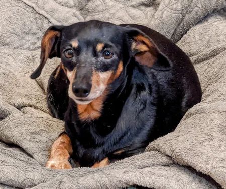 VCA Animal Referral and Emergency Center of Arizona