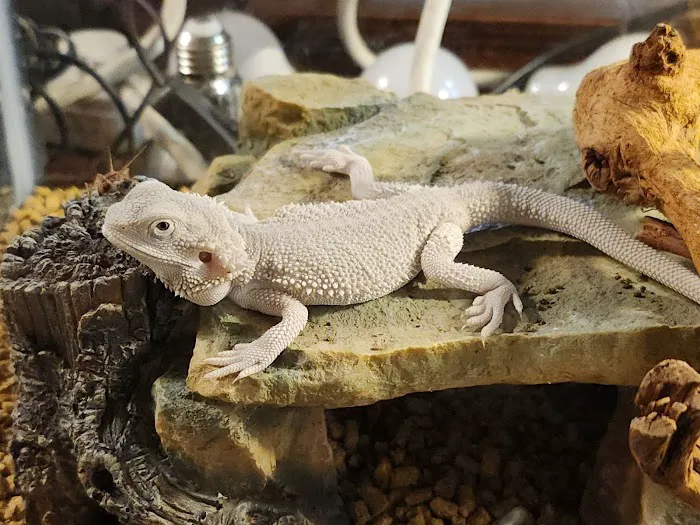 Arizona Exotic Animal Hospital (Mesa) Picture 1
