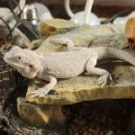 Arizona Exotic Animal Hospital (Mesa)