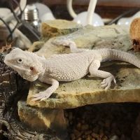 Arizona Exotic Animal Hospital (Mesa) ico