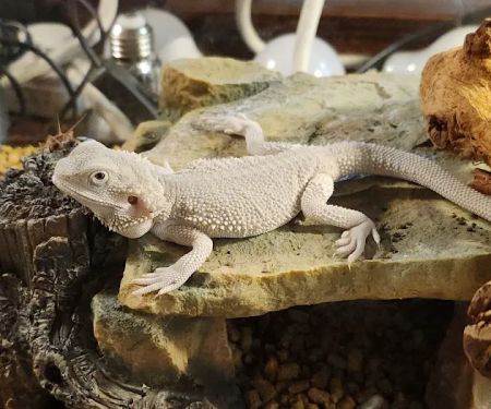 Arizona Exotic Animal Hospital (Mesa)
