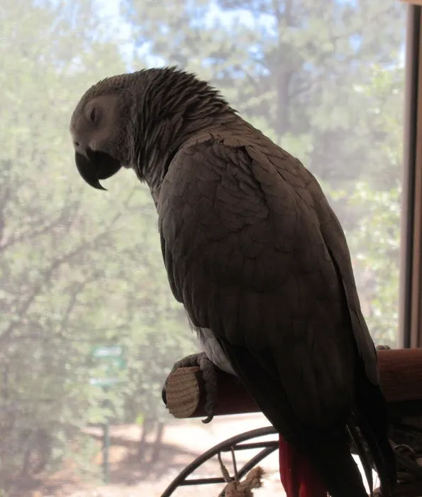 Arizona Exotic Animal Hospital (Mesa) Picture 8