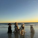 Soul Puppy Holistic Healing