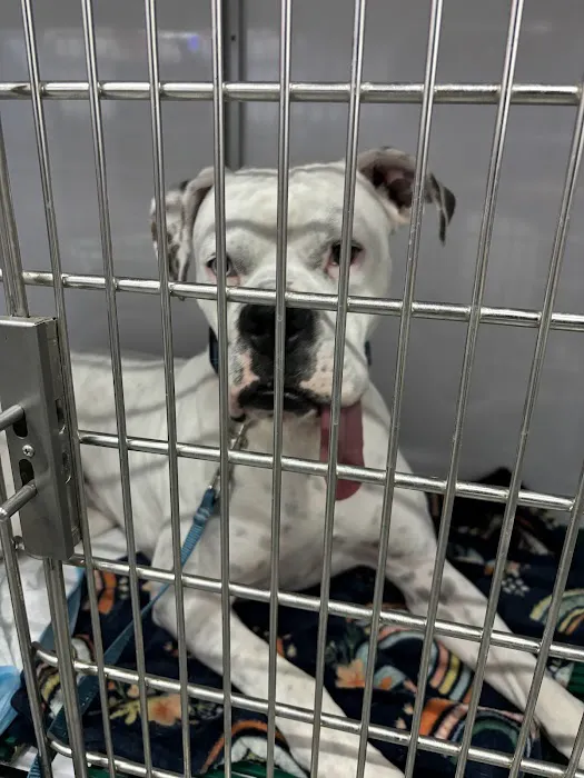 AZ Vet Direct Pomeroy Picture 7