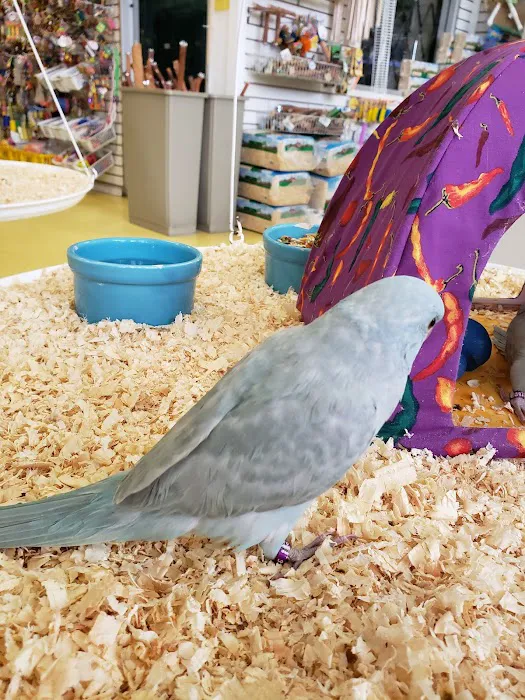 Omars Exotic Birds Picture 7