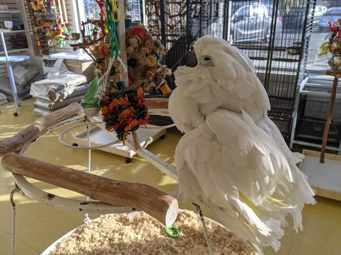 Omars Exotic Birds Picture 9