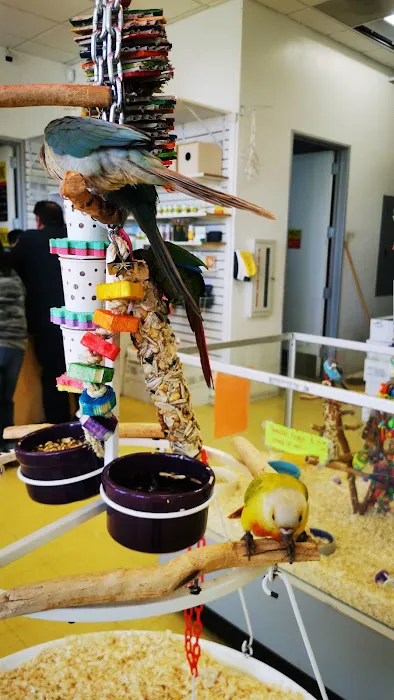 Omars Exotic Birds Picture 10