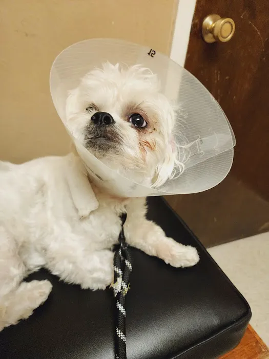 Eastside Animal Hospital Picture 8