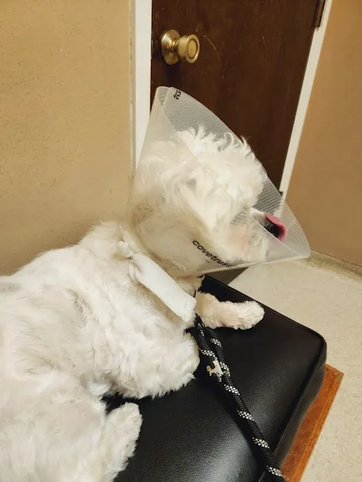 Eastside Animal Hospital Picture 5