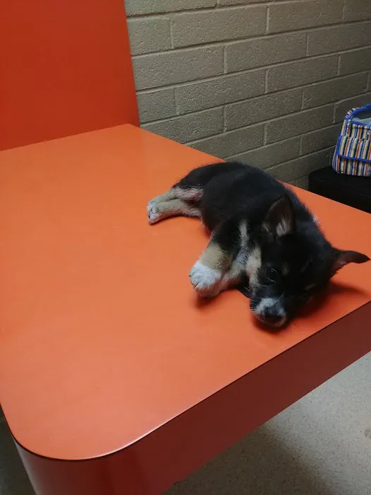 Eastside Animal Hospital Picture 9