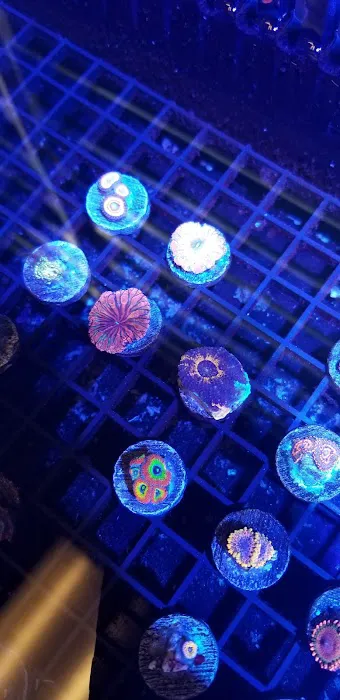 Cali Kid Corals Picture 2
