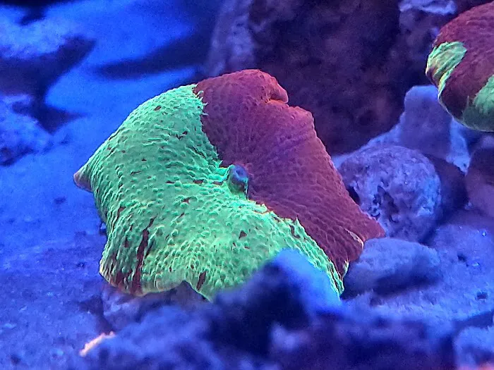 Cali Kid Corals Picture 5