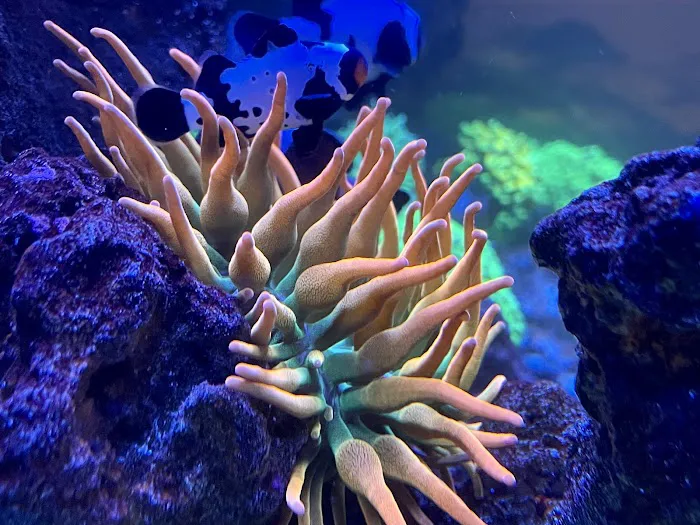 Cali Kid Corals Picture 4