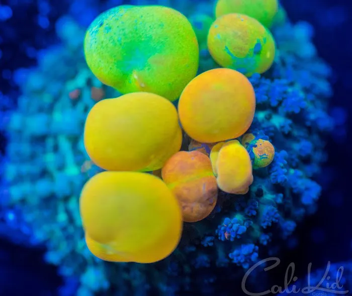 Cali Kid Corals Picture 8