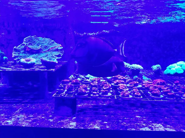 Cali Kid Corals Picture 7
