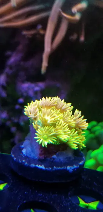 Cali Kid Corals Picture 6