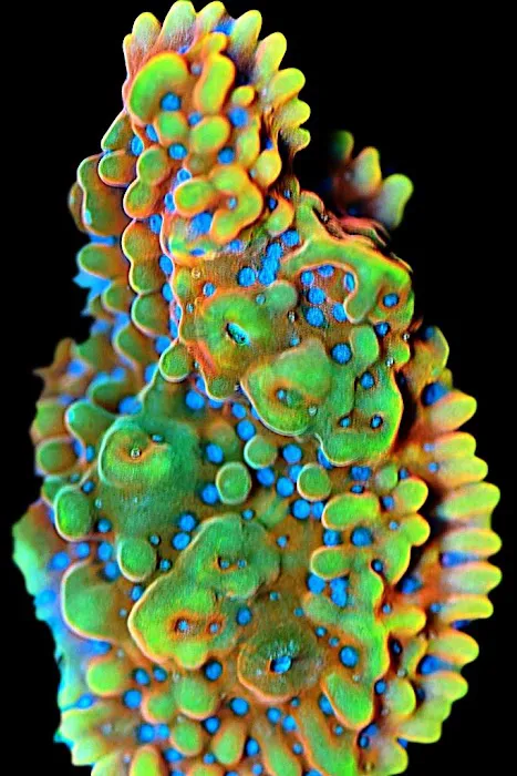 Cali Kid Corals Picture 9