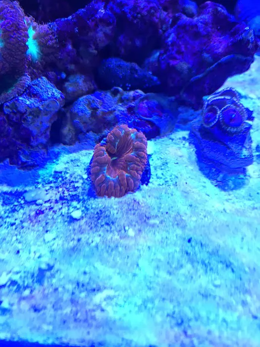 Cali Kid Corals Picture 10
